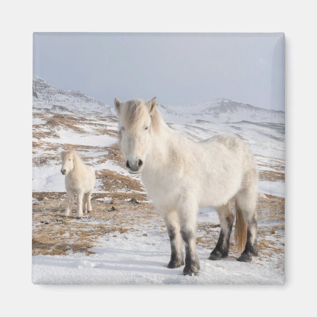Islands Horse | Blonduos, Island Magnet (Framsidan)