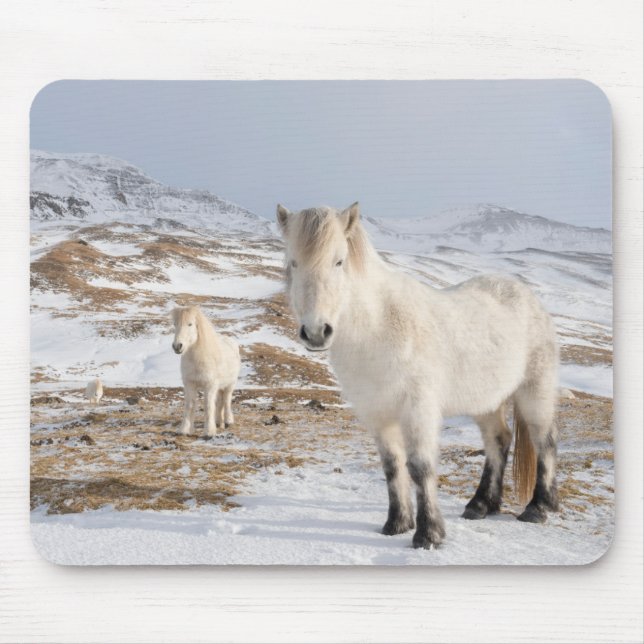 Islands Horse | Blonduos, Island Musmatta (Framsidan)