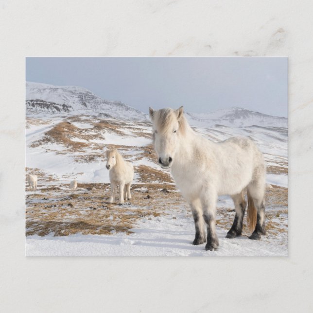 Islands Horse | Blonduos, Island Vykort (Framsida)