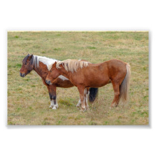 Islands Horse Duo, Island Pasture Fototryck