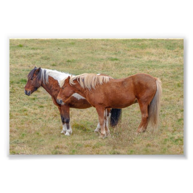 Islands Horse Duo, Island Pasture Fototryck (Framsidan)