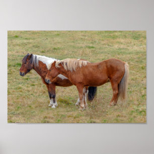 Islands Horse Duo, Island Pasture Poster