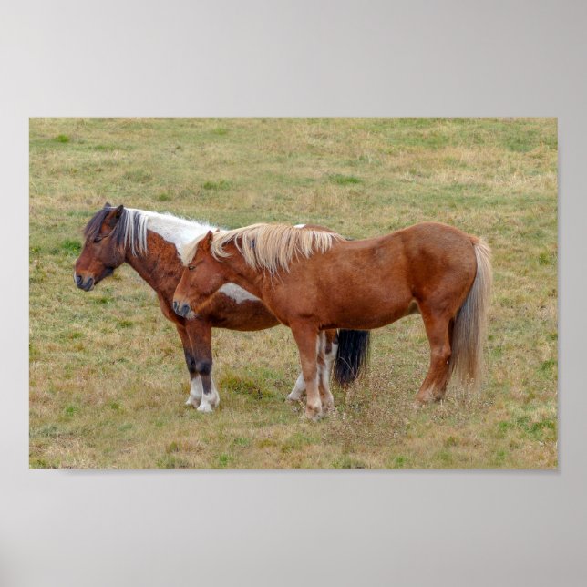 Islands Horse Duo, Island Pasture Poster (Framsidan)