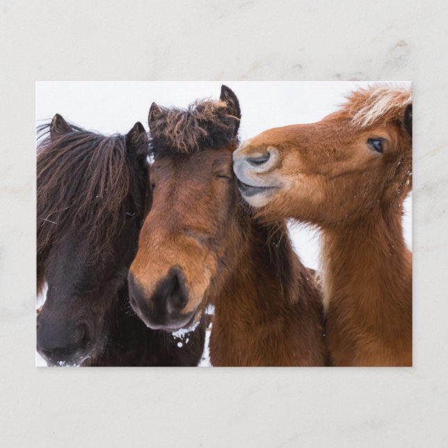 Islands Horse Friends, Island Vykort (Framsida)