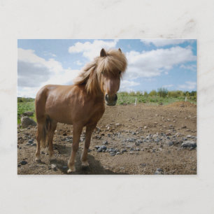 Islands Horse II Vykort