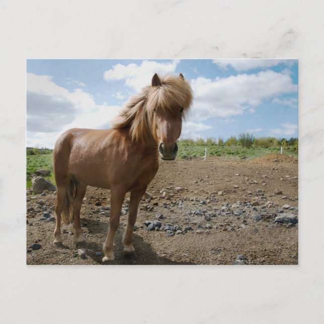 Islands Horse II Vykort (Framsida)