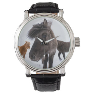 Islands Horse porträtt, Island Armbandsur