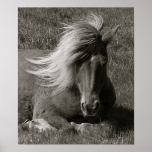 Islands Horse Poster