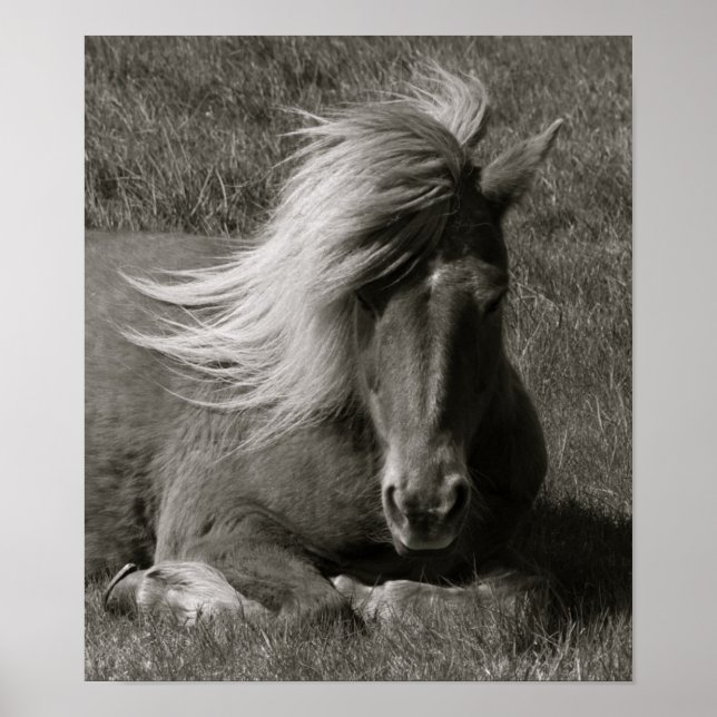 Islands Horse Poster (Framsidan)