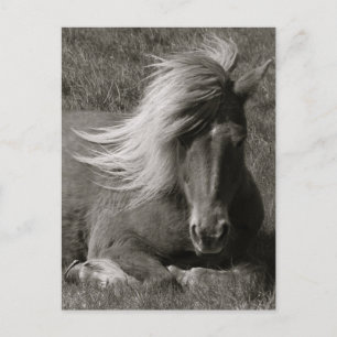 Islands Horse Vykort