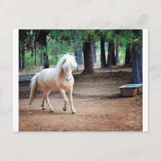 Islands Horse Vykort