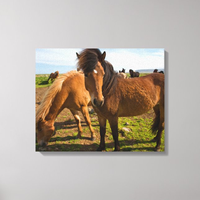 Islands Horses Graze Canvastryck (Framsida)
