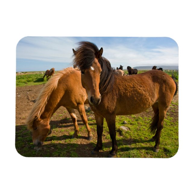 Islands Horses Graze Magnet (Horisontell)