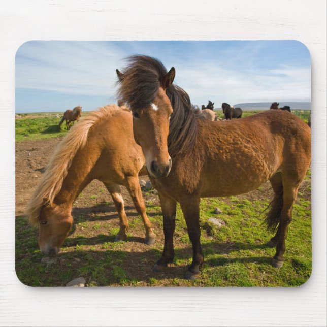 Islands Horses Graze Musmatta (Framsidan)
