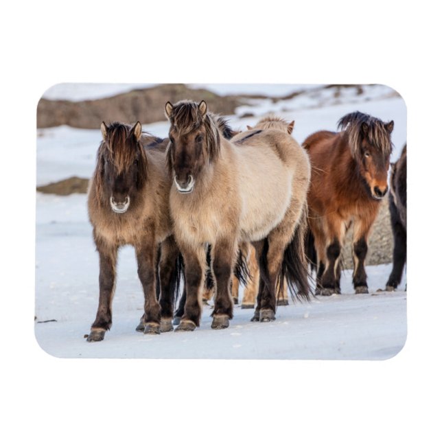 Islands Horses in Winter Near Hofn, Island Magnet (Horisontell)