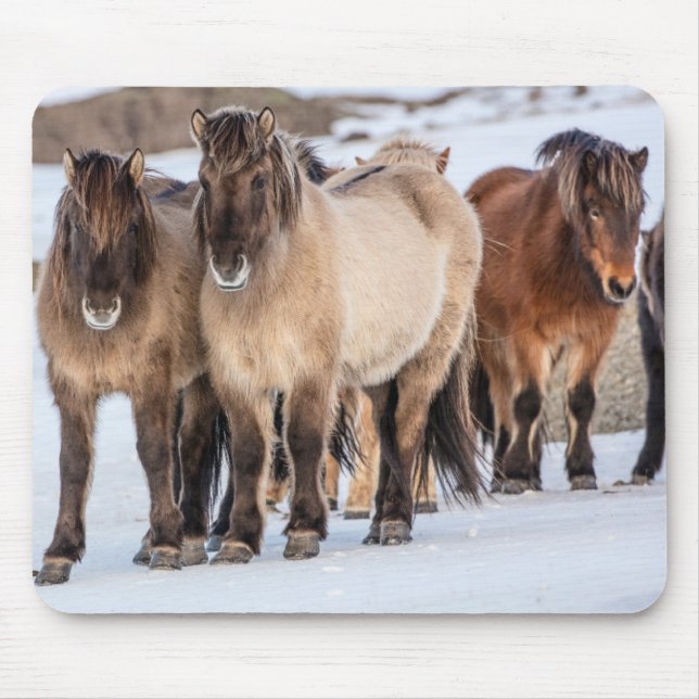 Islands Horses in Winter Near Hofn, Island Musmatta (Framsidan)