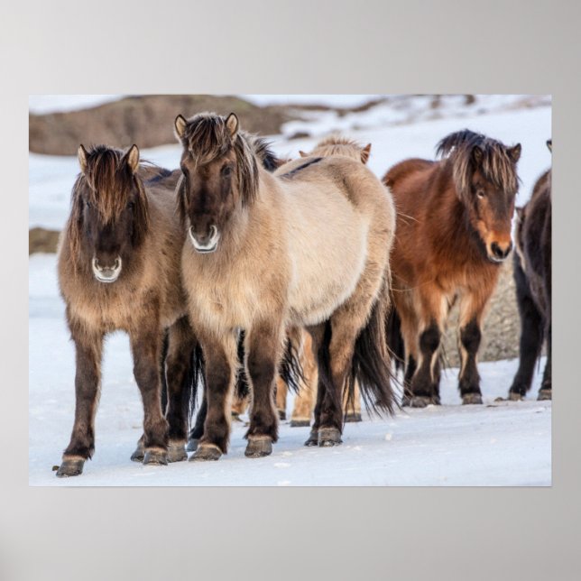Islands Horses in Winter Near Hofn, Island Poster (Framsidan)