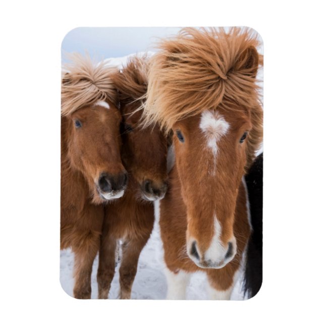 Islands Horses nuzzle, Island Magnet (Vertikal)