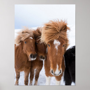 Islands Horses nuzzle, Island Poster