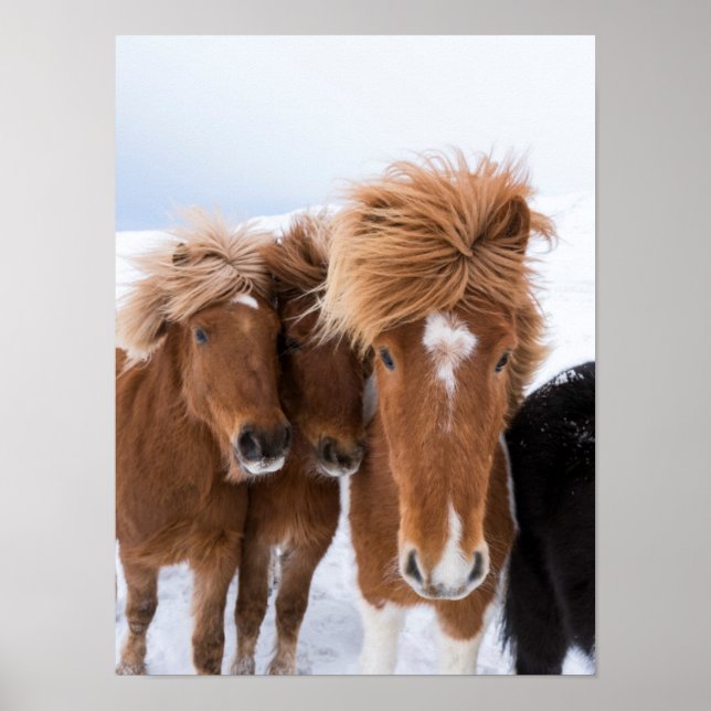 Islands Horses nuzzle, Island Poster (Framsidan)