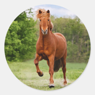 Islands Pony vid en Tölt Funny Photo Horse Lovers Runt Klistermärke
