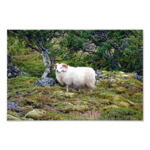 Islands Ram Art Fototryck