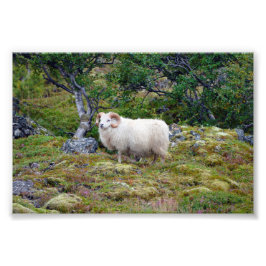 Islands Ram Fototryck