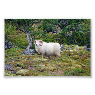 Islands Ram Fototryck