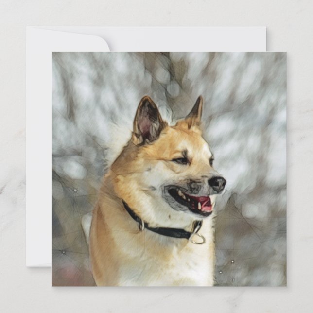 Isländsk fårhund 019 (Framsida)