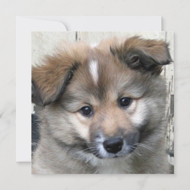 isländsk fårhund 2014-0801 (Framsida)