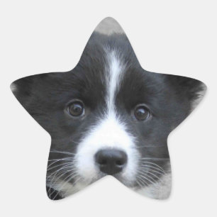 isländsk fårhund 2014-0804 stjärnformat klistermärke