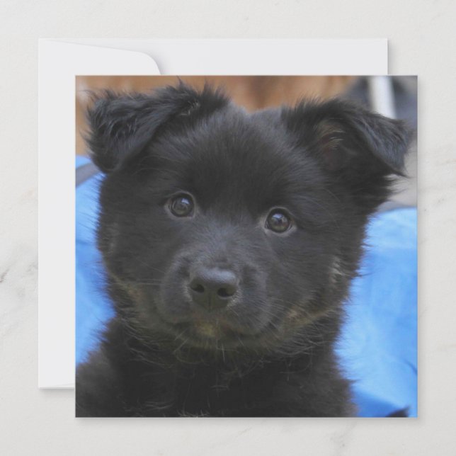 isländsk fårhund 2014-0805 (Framsida)