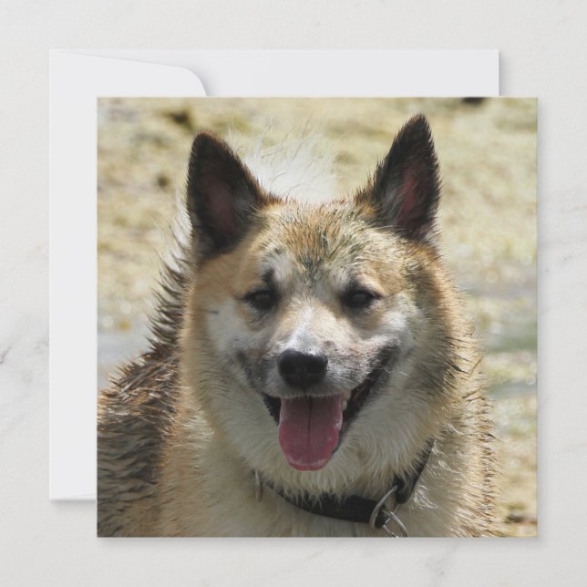 isländsk fårhund 2014-0807 (Framsida)