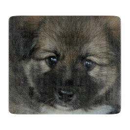 isländsk fårhund 2014-0808