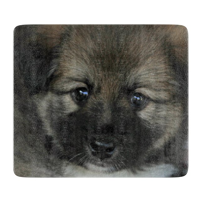 isländsk fårhund 2014-0808 (Framsidan)