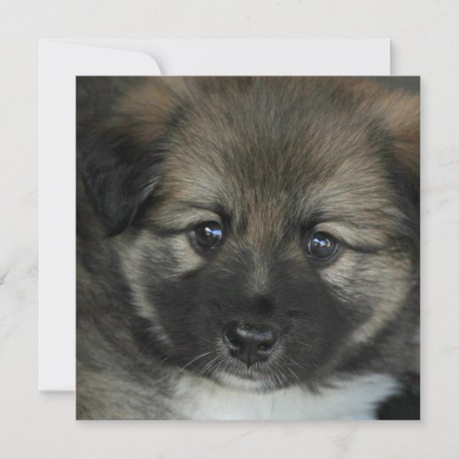 isländsk fårhund 2014-0808 (Framsida)