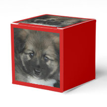 isländsk fårhund 2014-0808