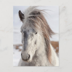 Isländsk hästHeadshot för vit Vykort