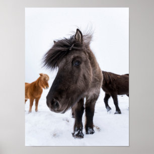 Isländsk hästporträtt, Island Poster