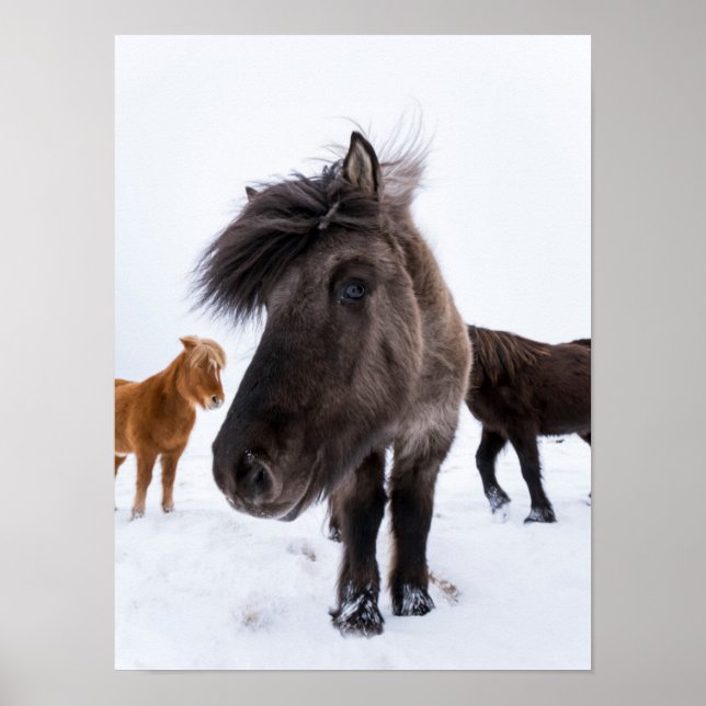 Isländsk hästporträtt, Island Poster (Framsidan)
