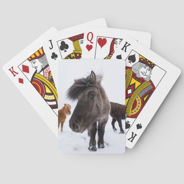 Isländsk hästporträtt, Island Spel Kort (Baksidan)
