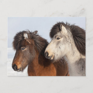 Isländsk hästprofil, Island Vykort