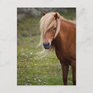 Isländsk prognos vykort