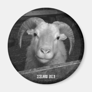 isländska får - magnet