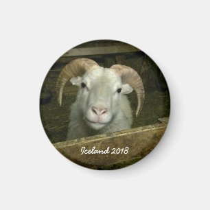 isländska får magnet