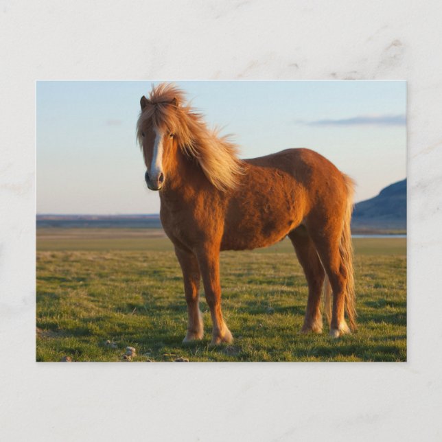 Isländska häst i solnedgång vykort (Framsida)