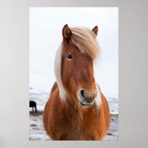 Isländska häst under vintern 2 poster