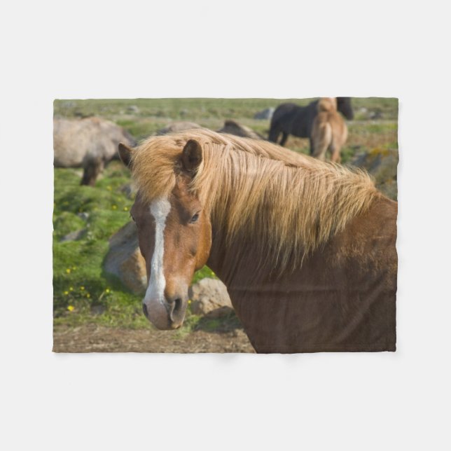Isländska hästar i nordöstra Island Fleecefilt (Framsidan (Horisontell))