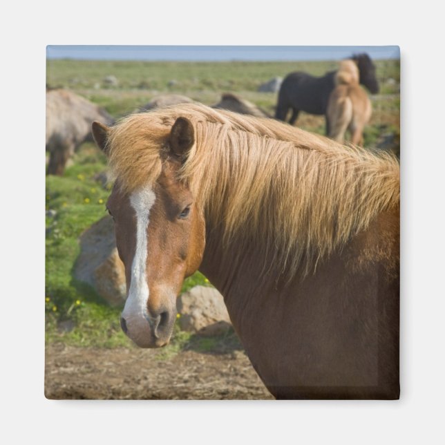 Isländska hästar i nordöstra Island Magnet (Framsidan)