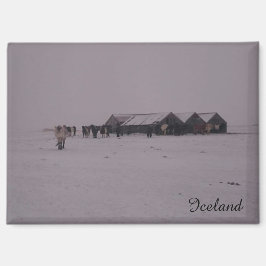 Isländska hästar i snö magnet